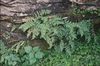 Cystopteris fragilis