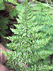 Cystopteris fragilis