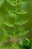 Cystopteris bulbifera