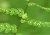 Cystopteris bulbifera