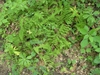 Form