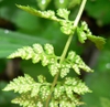 Cystopteris fragilis