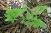 Cystopteris protrusa