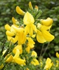 Cytisus scoparius