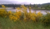 Cytisus scoparius
