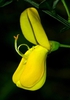 Cytisus scoparius