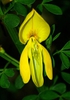 Cytisus scoparius