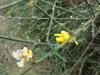 Stem and Leaves