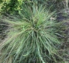 A large green and brown grass clump from above with broad leaves
