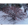 Winter Form
