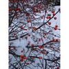 Fruit in Winter
