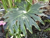 Leaf blade