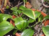 Form