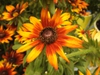 Close up of flower