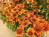 Plant in mass for a beautiful show.