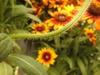 Stems are slightly striped and hairy.