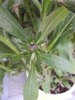 Flower bud
