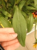 Close up of leaf