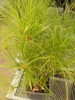 Form