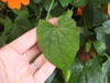 Triangular shaped leaf