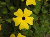 Flower from an unknown yellow cultivar