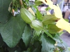 Bracts at the base of the flowers