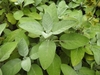 Ovate, gray-green, slightly fuzzy leaves.