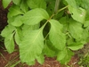 Compound leaves