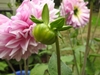 Flower bud
