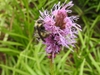 Bumble bee sipping nectar from the flowers