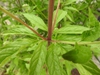 Stem with whorled leaves