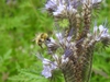 Bumble bee sipping nectar from a flower.