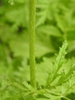 Hairy stem