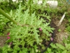 Bipinnatifid leaf