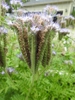 Flowers from the base to the tip.