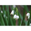 Leucojum aestivum 'Gravetye Giant'