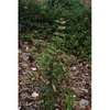 Mahonia ilicina