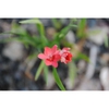 Lapeirousia laxa