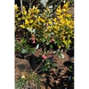 Rhodoleia henryi