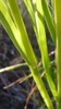 Flat stems