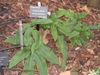 D. sieboldii