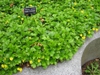 W. fragraroides