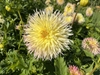 Yellow lacinated form dahlia