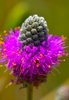 Close up of flower