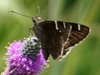 Flower with butterfly