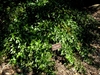 Growing in dry shade- full plant summer