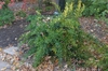Danae racemosa