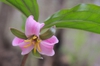 T. catesbaei
