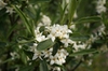 Daphne caucasica flowers