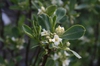 Daphne caucasica foliage
